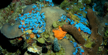 Coral ecosystem reemerges after 60 years within the ocean's 'twilight zone'