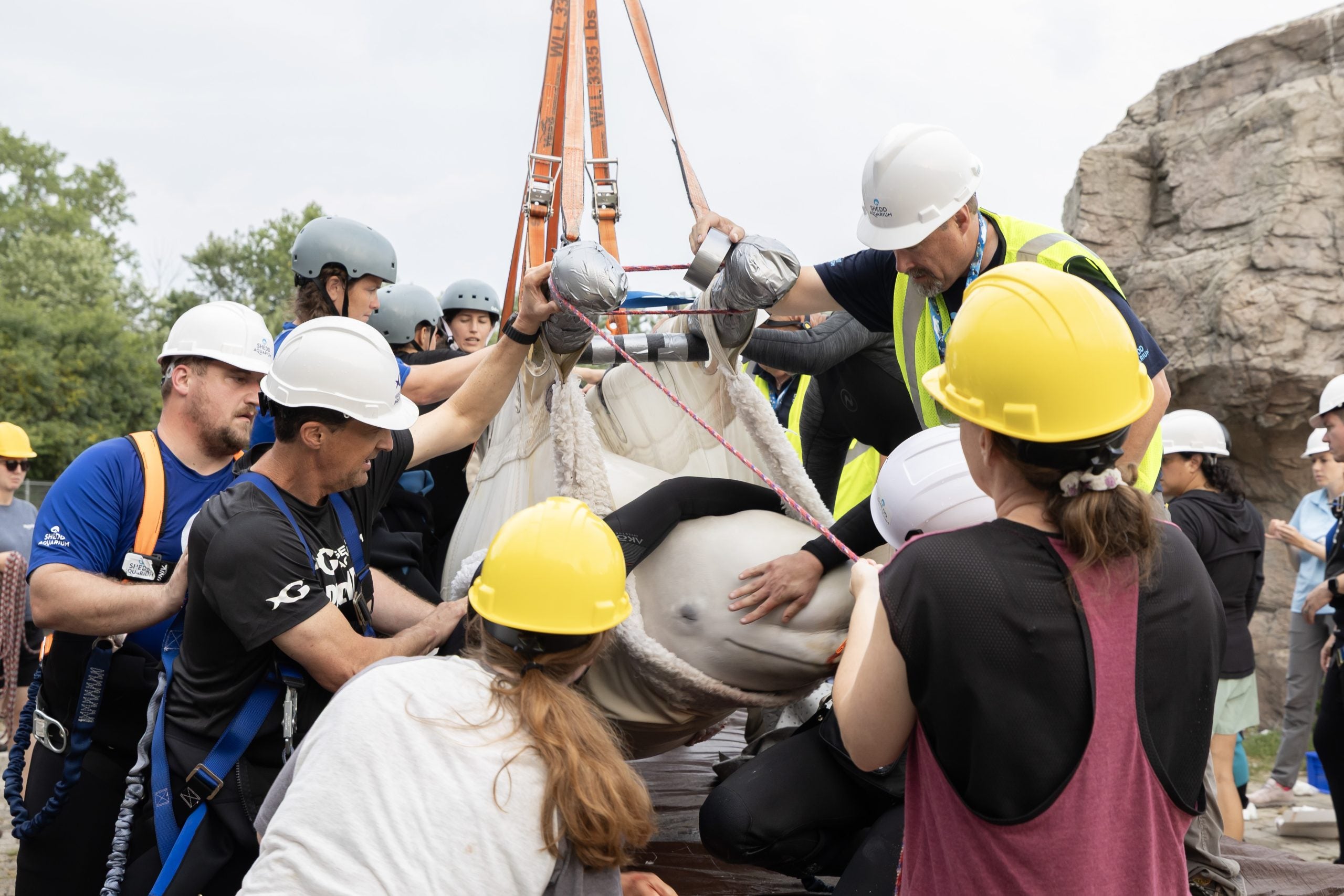 Timeline: How 30 beluga whales journeyed from a closed Canada marine park to 5 new aquariums