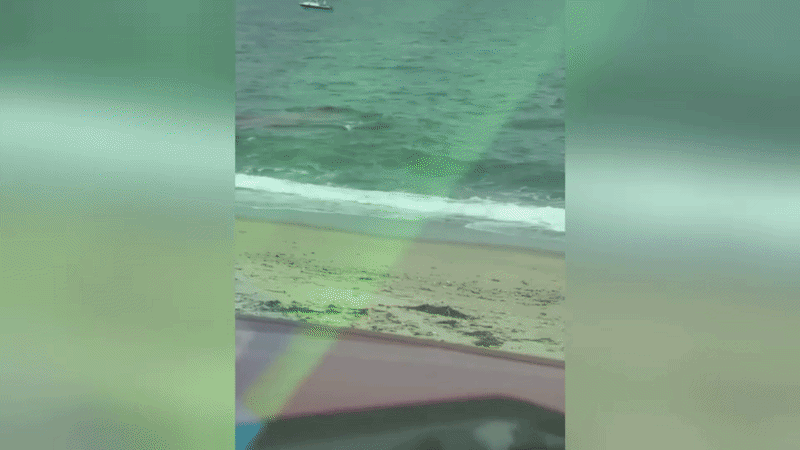 See it: Shark spotted hunting seal just offshore in dramatic Nantucket encounter