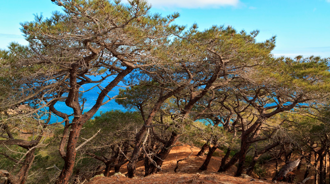 Massive wildfire wiped out 80% of one of the world’s rarest plants — now scientists are fighting to save it