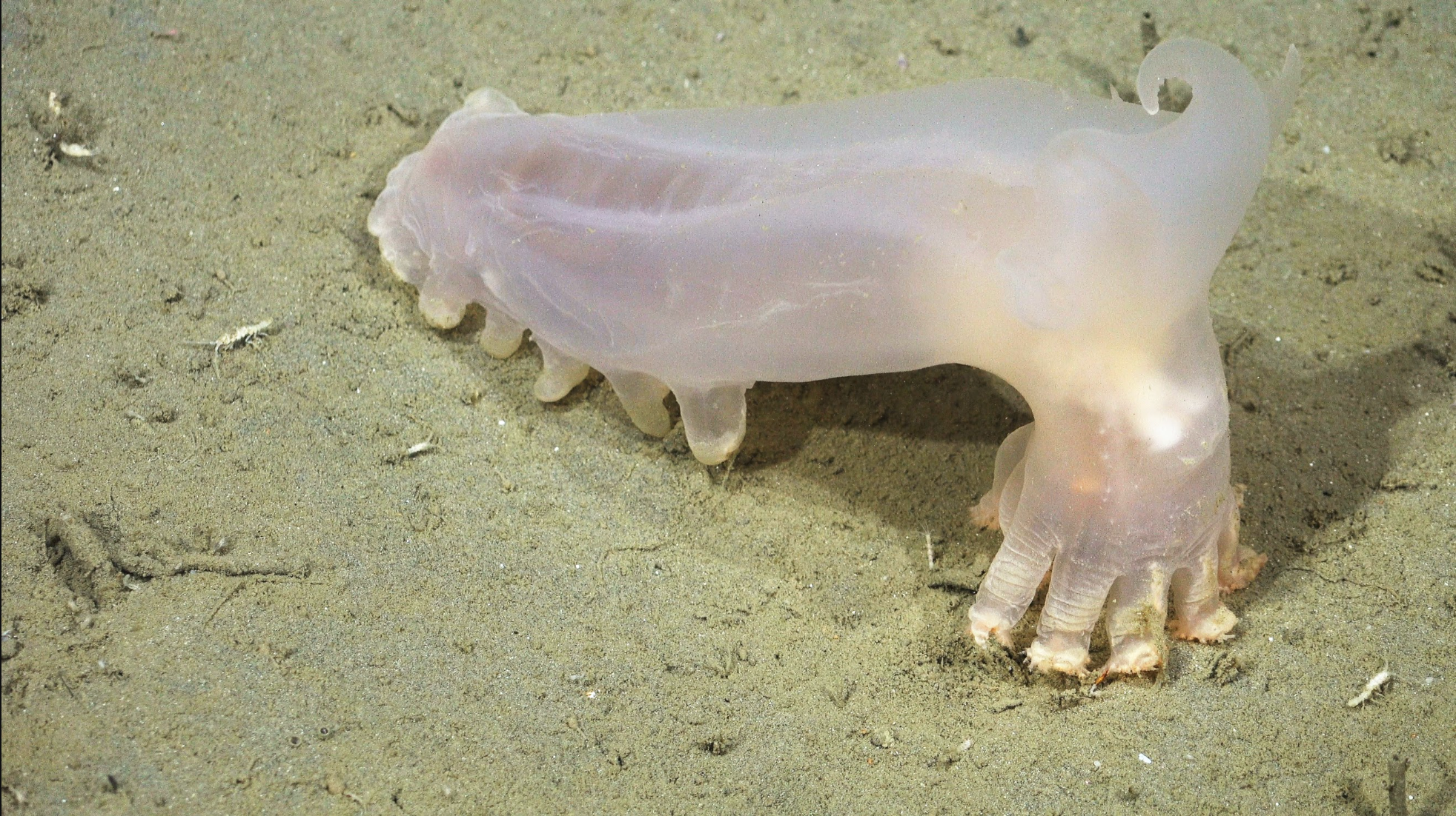 Scientists discover 57 new marine species lurking in the depths of the South Atlantic