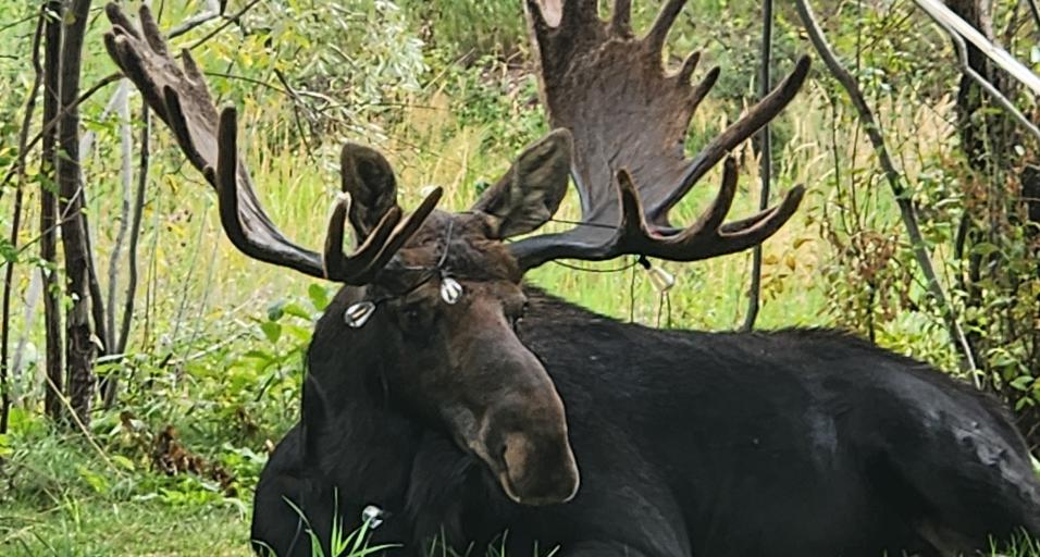 Halloween hazard: Wildlife officials warn spooky season decorations pose a hidden danger