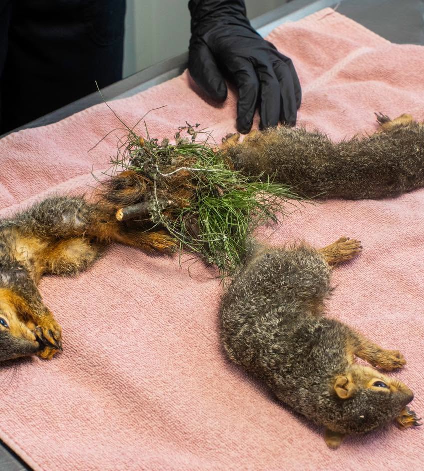 Indiana wildlife rescue performs life-saving surgery on trio of baby squirrels with tails tangled together