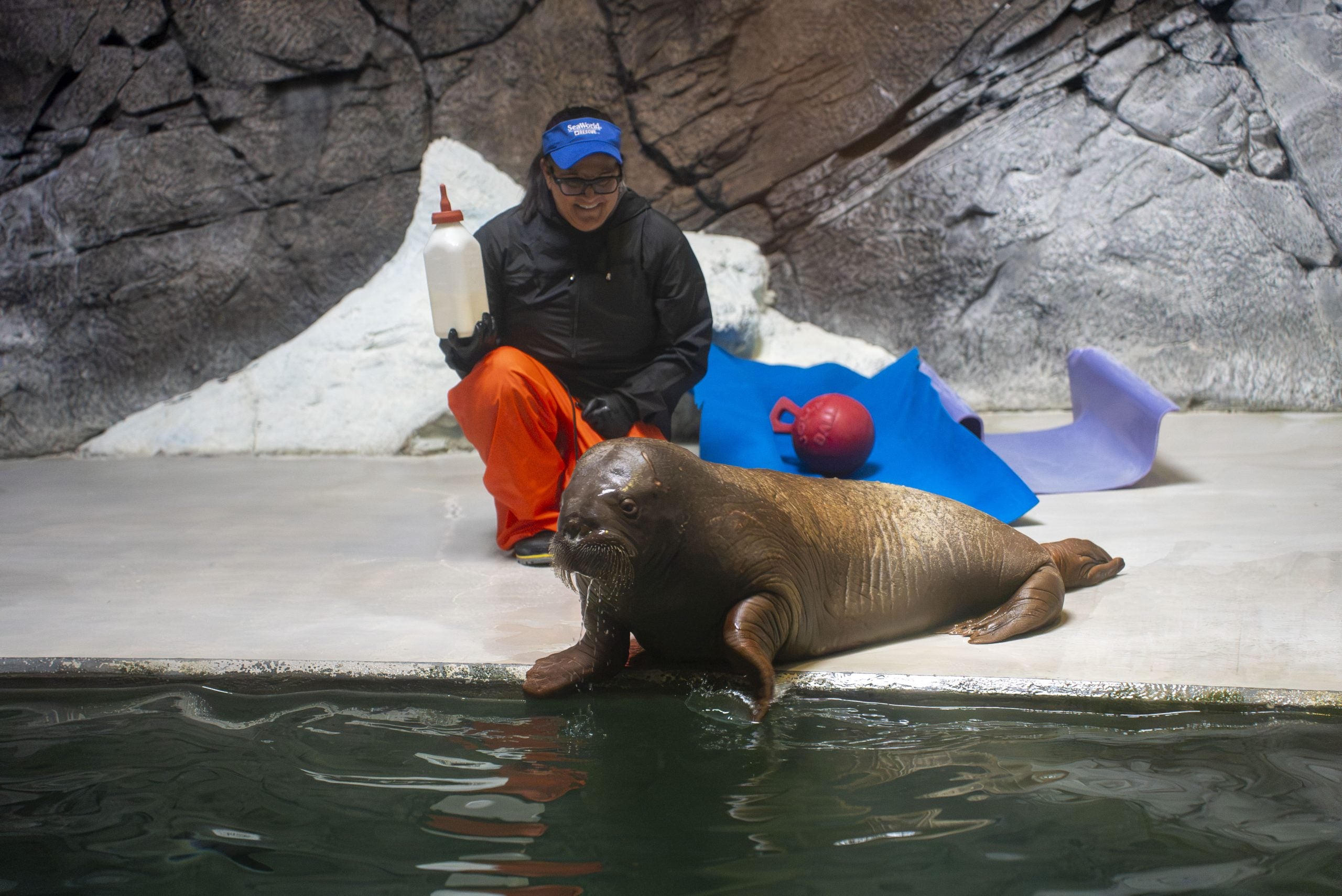 Watch: Orphaned baby walrus rescued in Alaska finds new home over 4,000 miles away in Florida