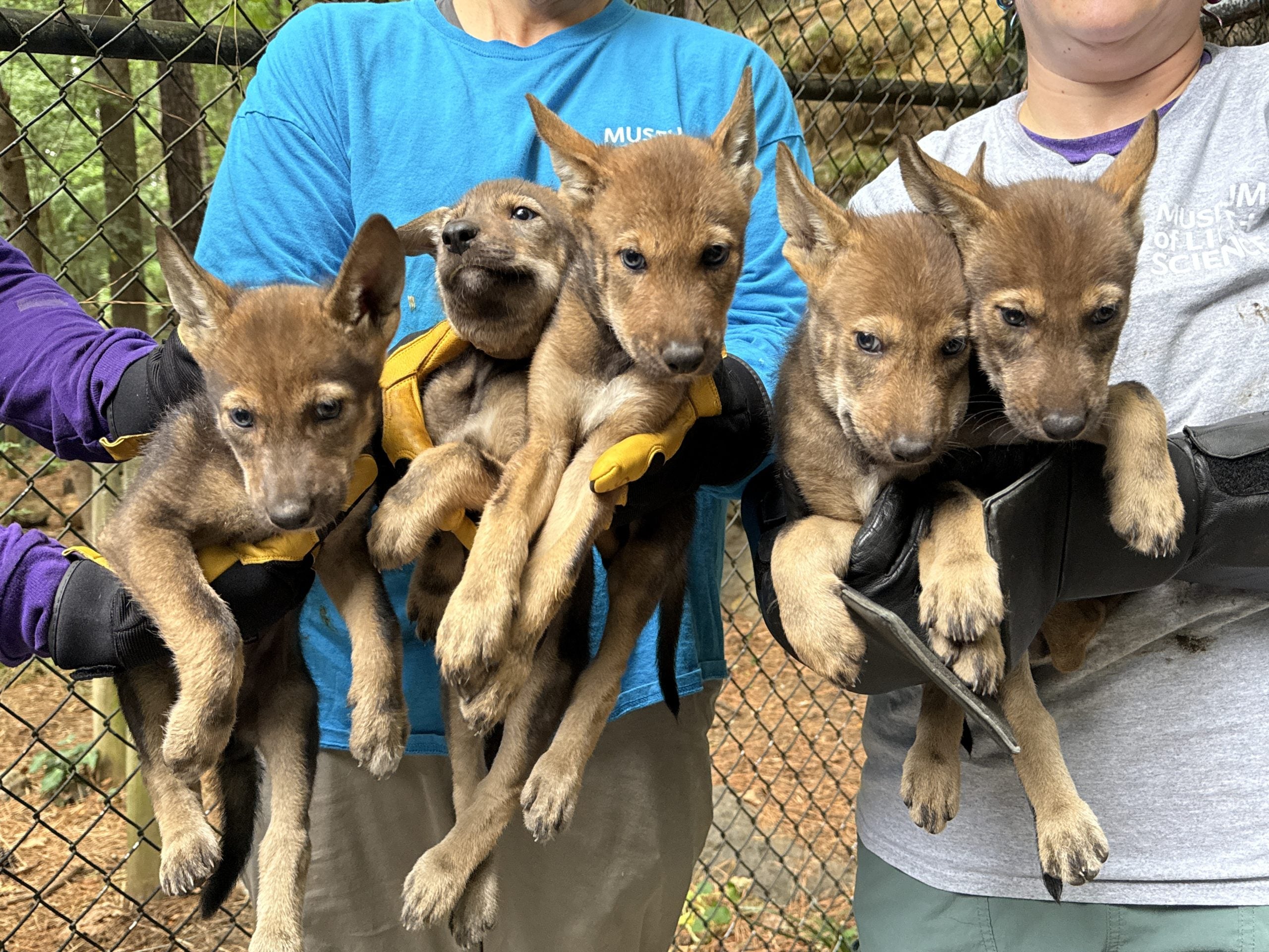 Critically endangered red wolves make interstate journey in race to save species