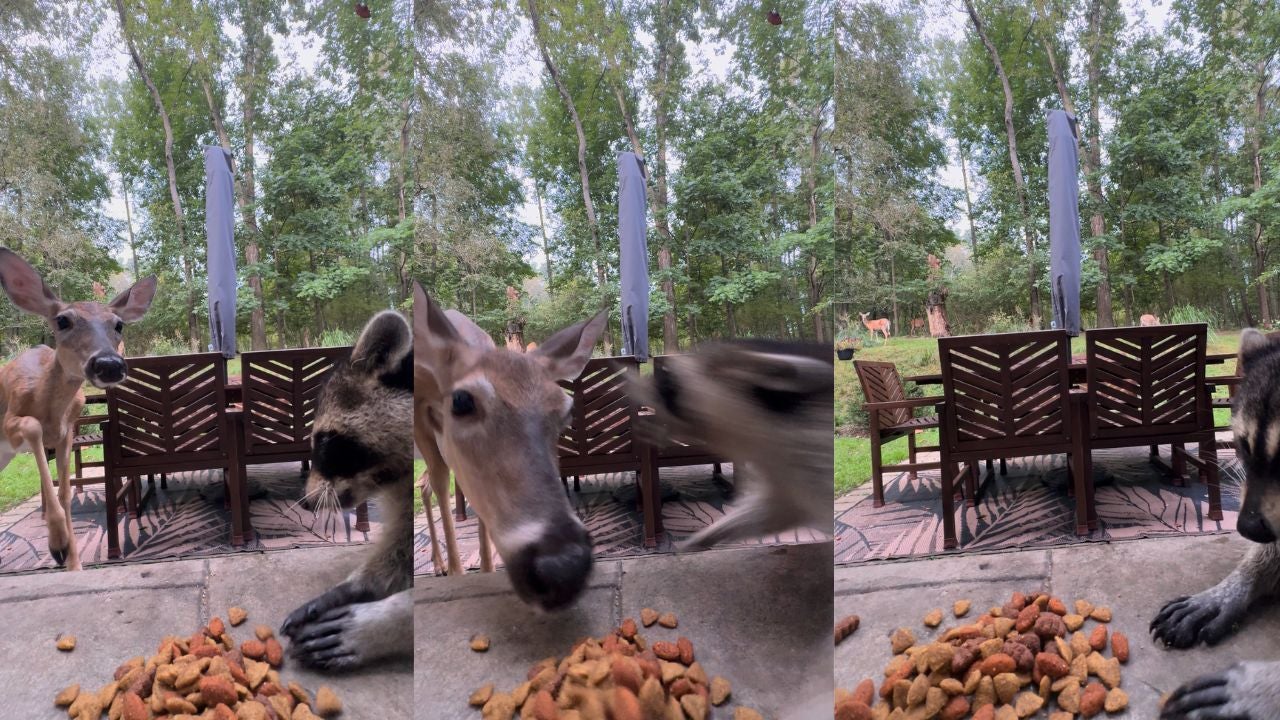 Must watch: Curious deer learns not to mess with a ‘hangry’ raccoon and its snacks