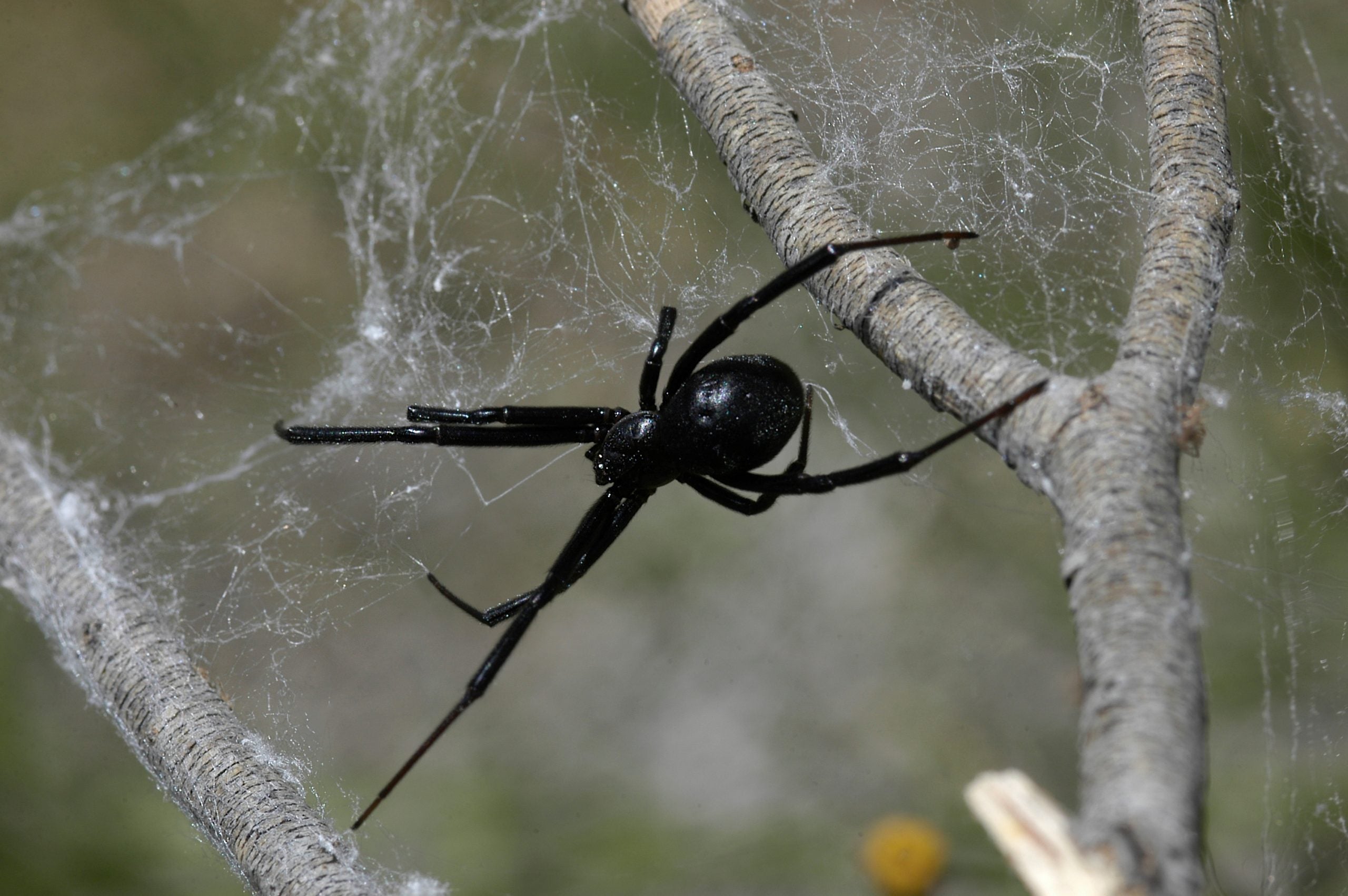 Venomous spiders have a surprising survival secret that has scientists taking notice
