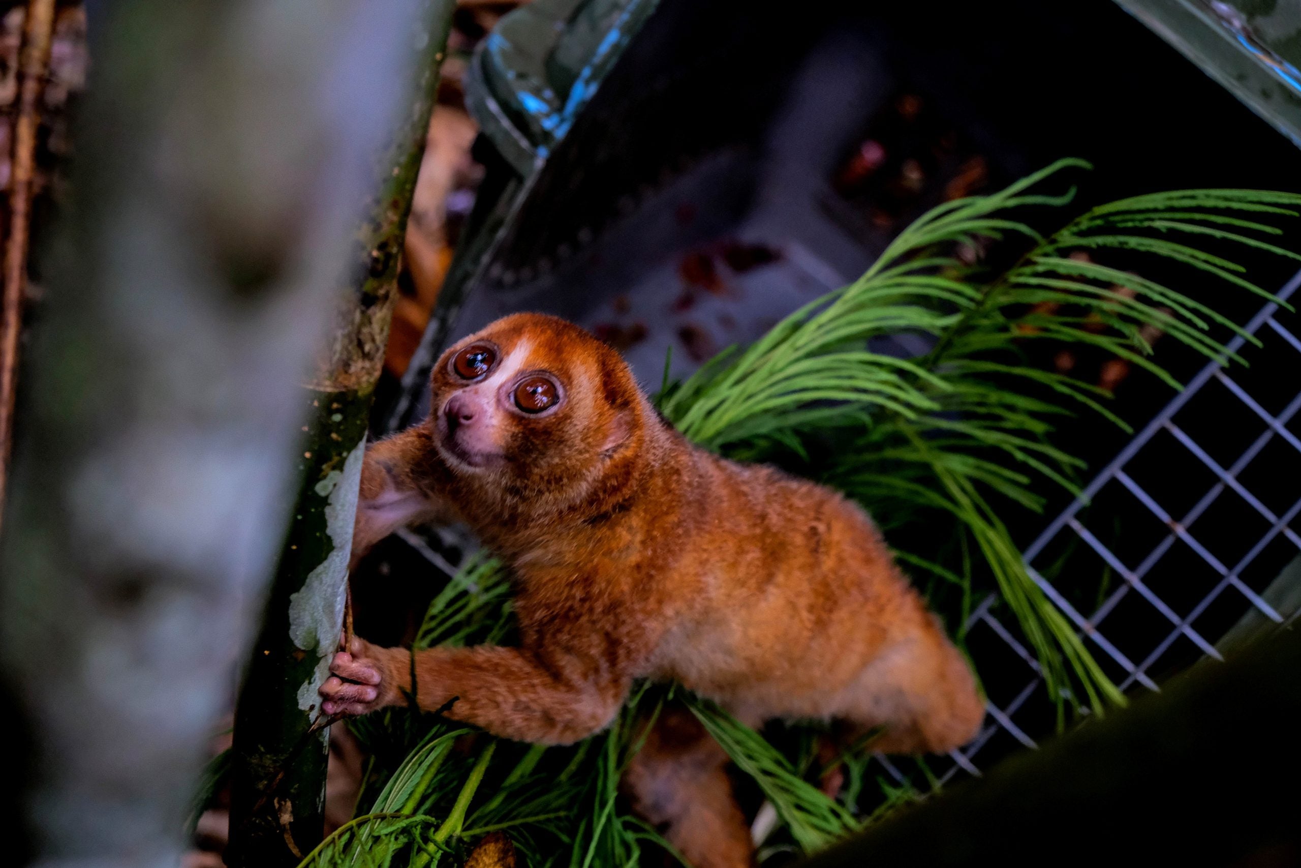 Venomous animal with an adorable appearance makes remarkable comeback after nearly 90 years