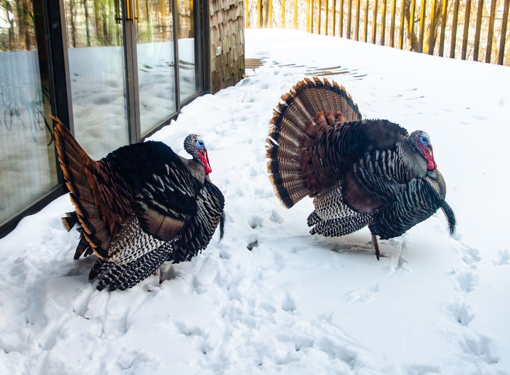 This was the last nationwide White Thanksgiving. How Super El Niño and the polar vortex could shape 2026