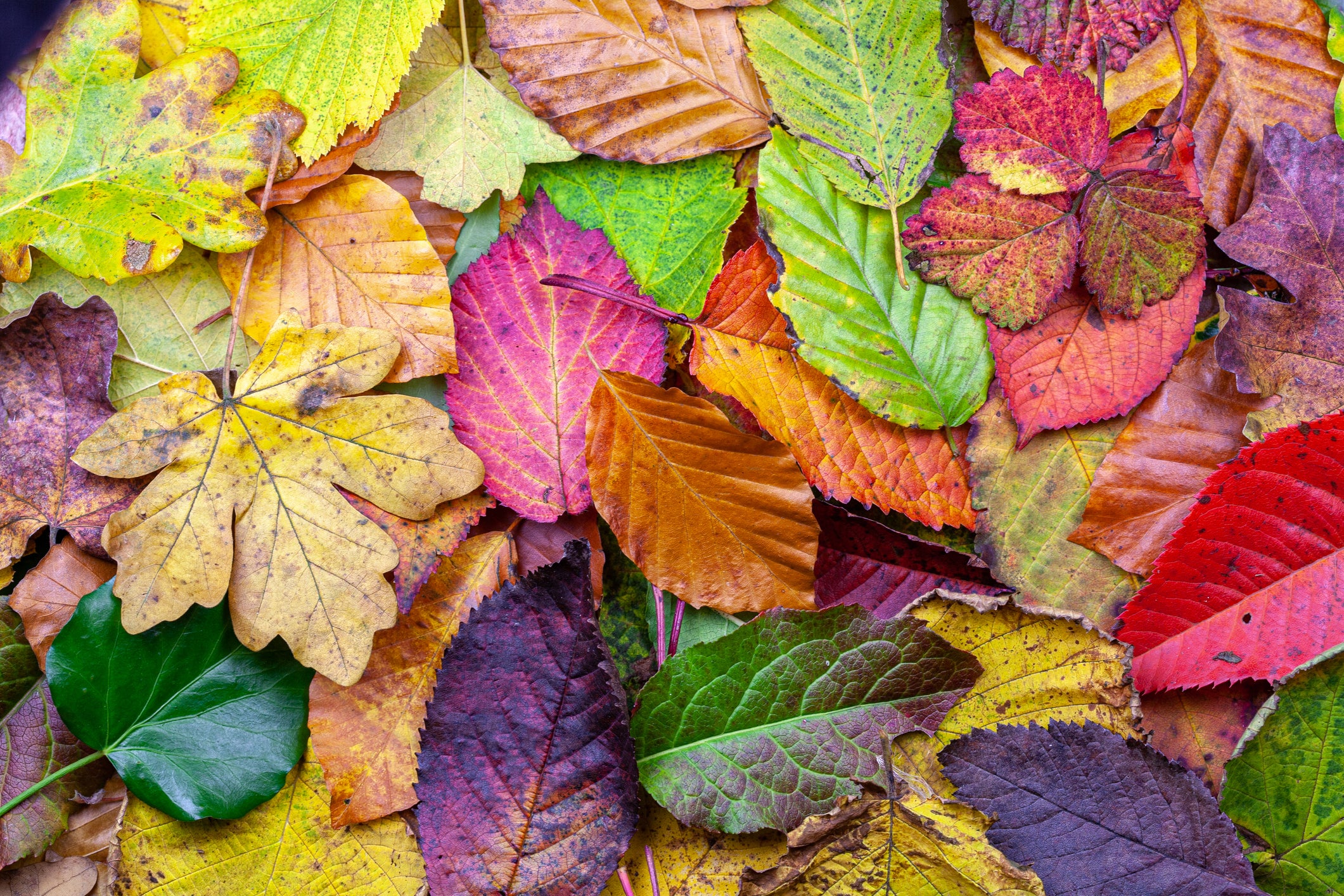 Why do leaves change color in the fall? The science behind nature’s colorful transformation