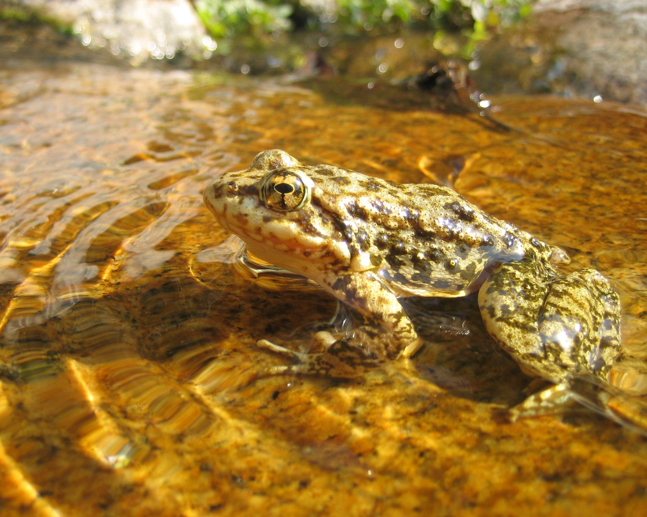 Over 1,000 endangered frogs have been released into California wilderness to help boost self-sustaining life
