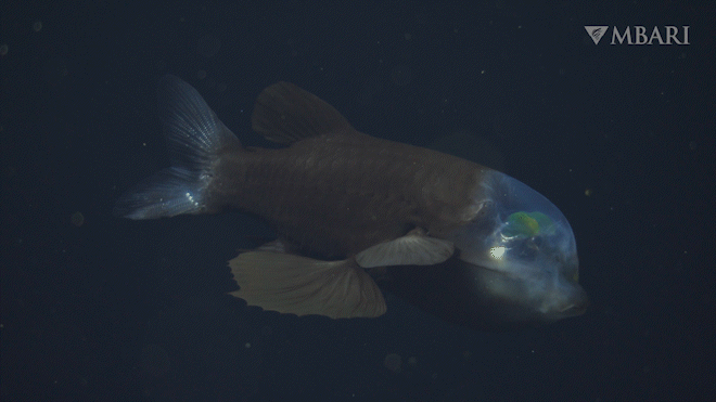 Mysterious deep-sea fish with eerie appearance captured on camera during research expedition