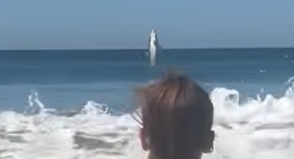See it: California beachgoers capture video of monster great white shark leaping out of the water