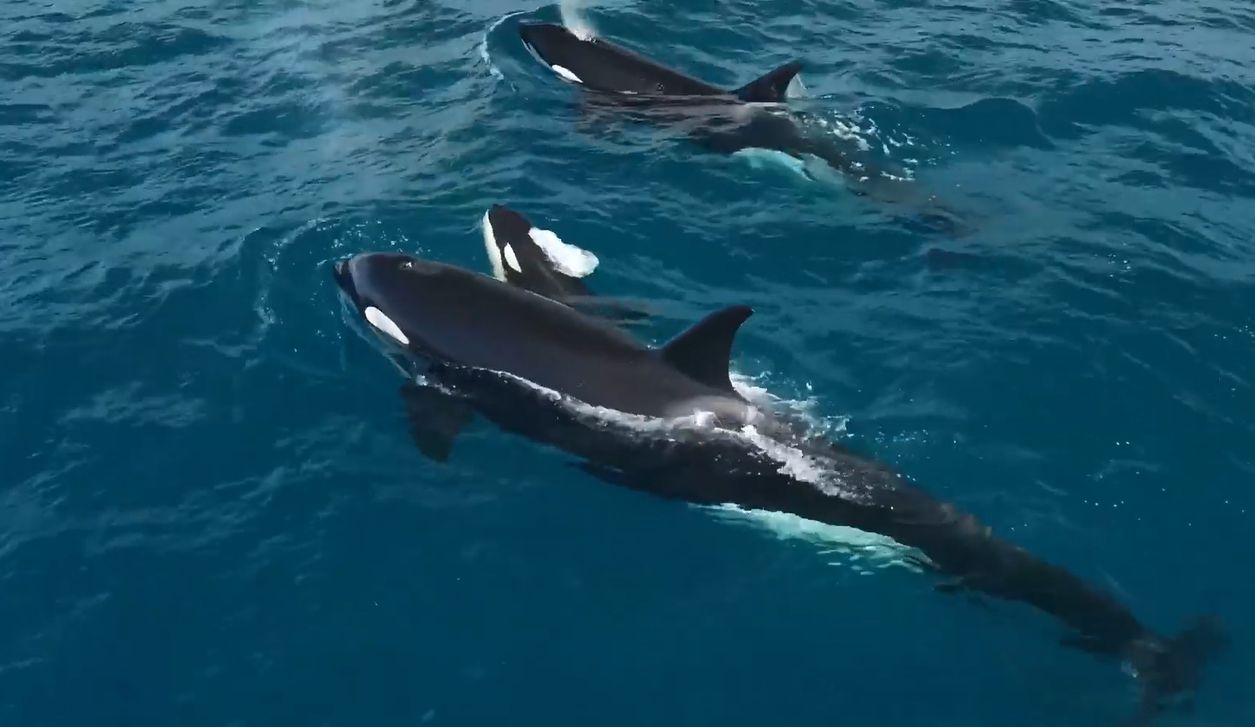 Massive killer whale named Macho makes waves off Los Angeles coast alongside pod of orcas