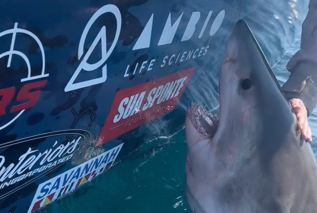 Watch as a great white shark thrashes, lunges at woman after she reaches out to pet the marine apex predator