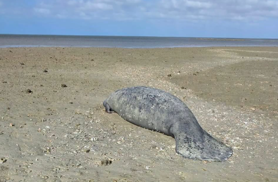 Florida manatee left stranded as extreme low tide reveals hidden danger of King Tides