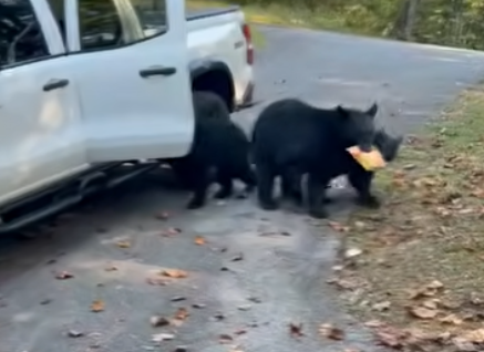 Watch: Bear family raids pickup truck in Tennessee, helping themselves to snacks and beer