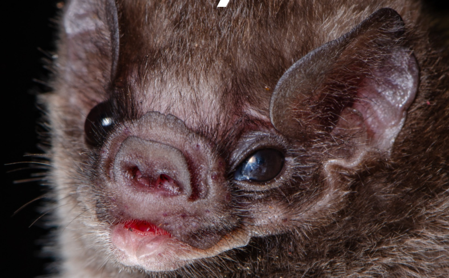 Forget spooky: These bats are competing for the ultimate beauty title this Halloween