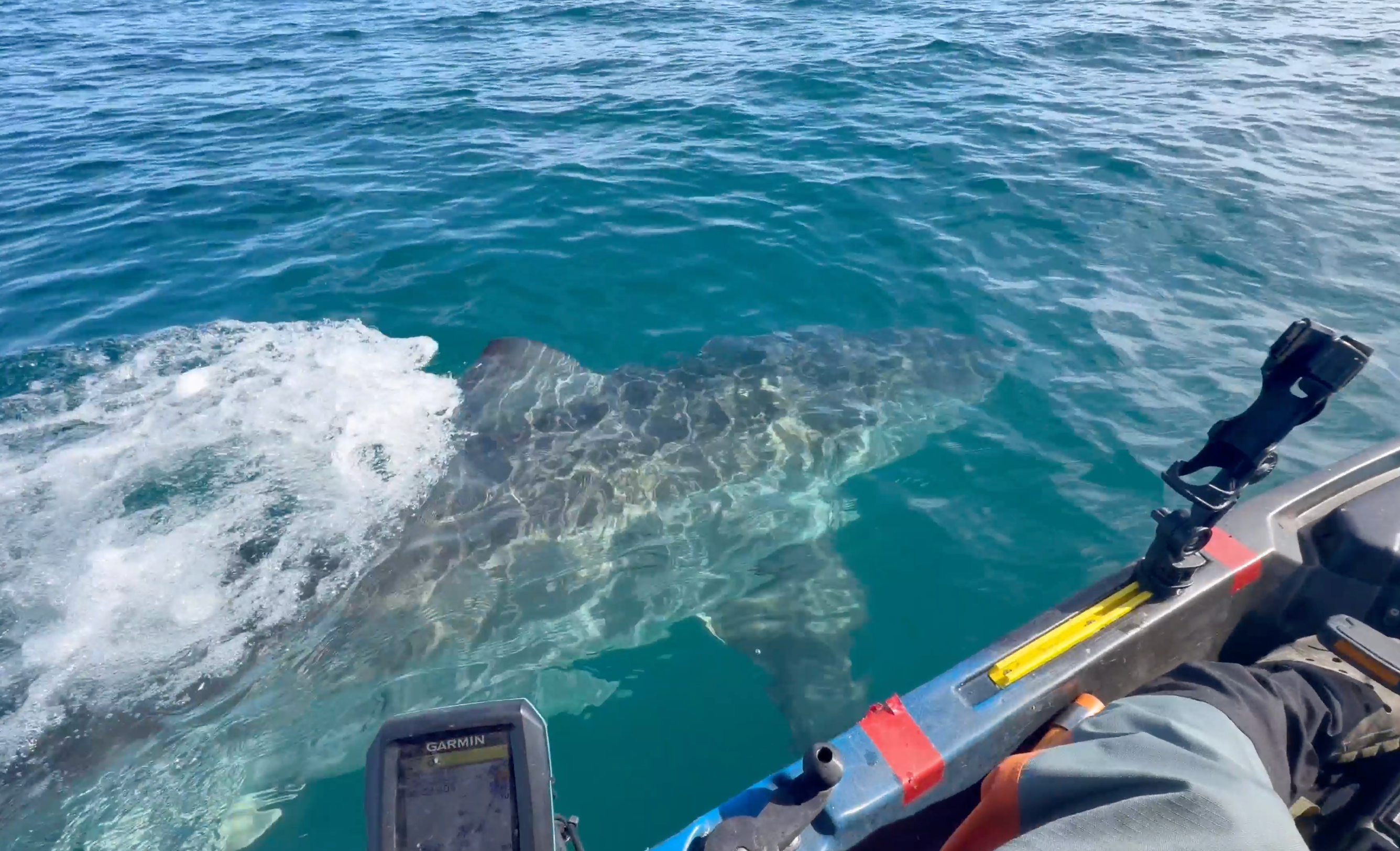Watch: Great white shark gives kayaker fright of his life while fishing off California coast