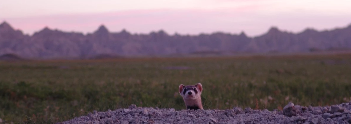 Endangered weasel once thought to be extinct is spotted in Badlands National Park