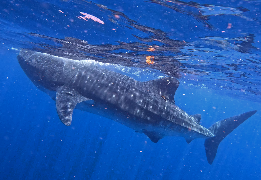 Massive whale shark joins OCEARCH as newest tagged shark off the coast of Mexico